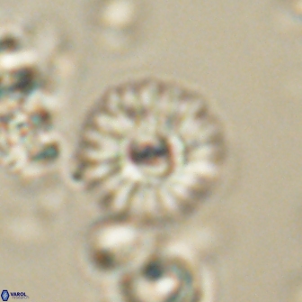 Mulleria bramlettei 65502