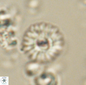 Mulleria bramlettei 65502
