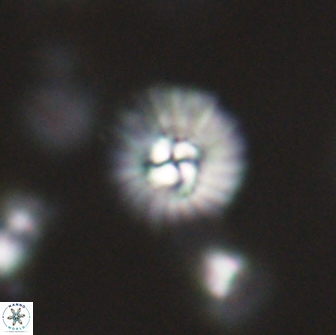 Mulleria bramlettei 65503