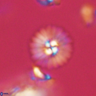 Mulleria bramlettei 65514