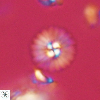 Mulleria bramlettei 65514