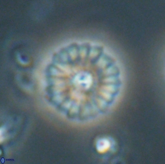 Mulleria bramlettei 65510