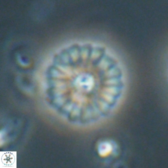 Mulleria bramlettei 65510