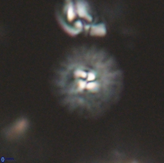 Mulleria bramlettei 65511