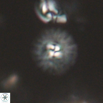 Mulleria bramlettei 65511