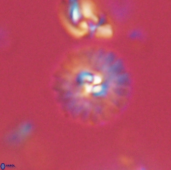 Mulleria bramlettei 65512