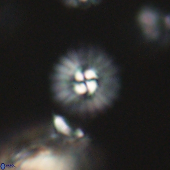 Mulleria bramlettei 65513