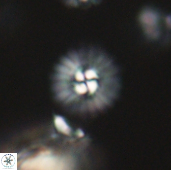 Mulleria bramlettei 65513