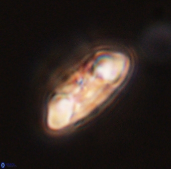 Mulleria karacuhae 44012