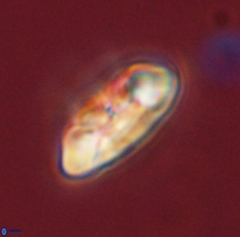 Mulleria karacuhae 44013