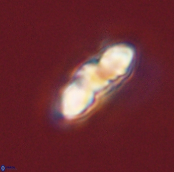 Mulleria karacuhae 44014