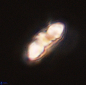 Mulleria karacuhae 44015