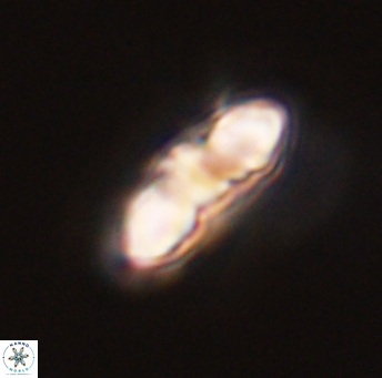 Mulleria karacuhae 44015