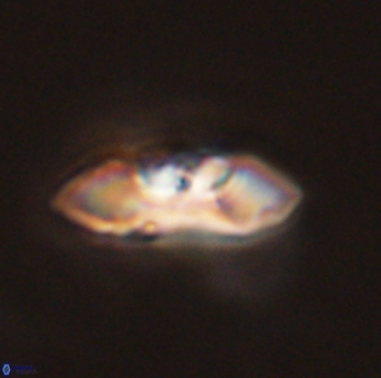 Mulleria karacuhae 44016