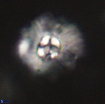 Mulleria karacuhae 60400