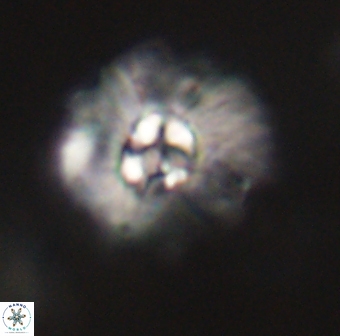 Mulleria karacuhae 60400
