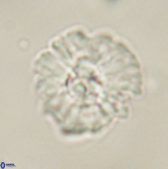 Mulleria karacuhae 60401