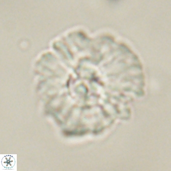 Mulleria karacuhae 60401