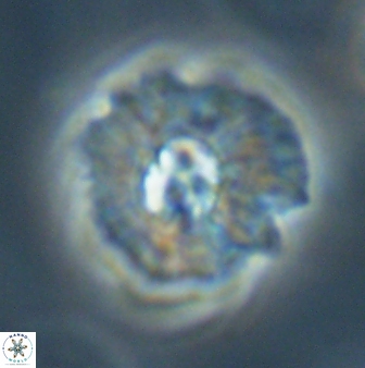 Mulleria karacuhae 60403