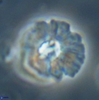 Mulleria karacuhae 60405