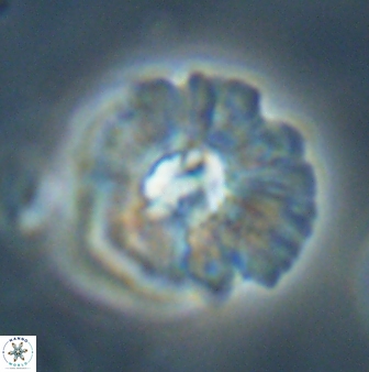 Mulleria karacuhae 60405