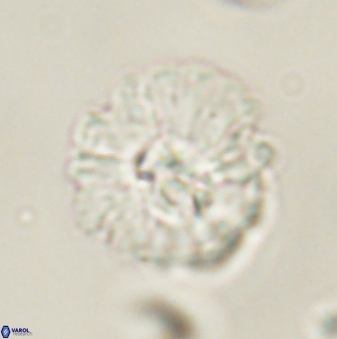 Mulleria karacuhae 60407