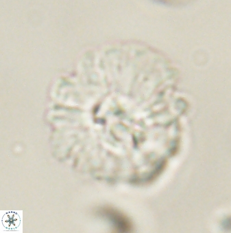 Mulleria karacuhae 60407