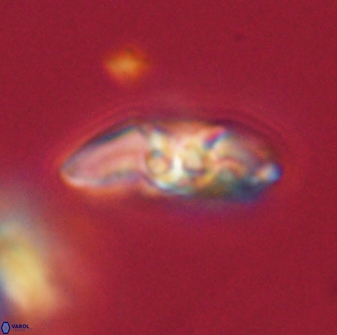 Mulleria karacuhae 60410