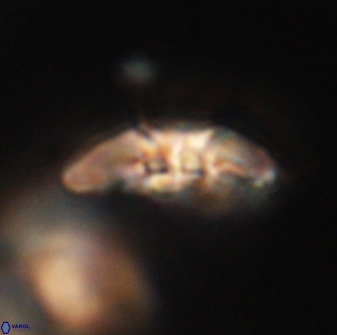 Mulleria karacuhae 60412