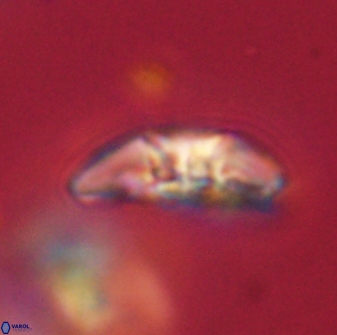 Mulleria karacuhae 60413