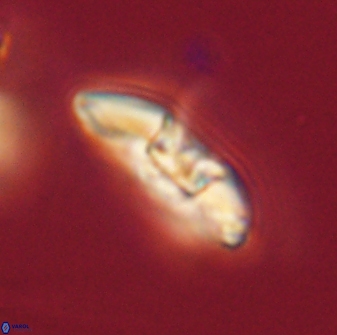 Mulleria karacuhae 60414