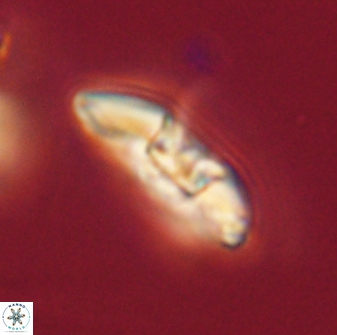 Mulleria karacuhae 60414