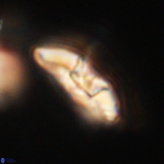 Mulleria karacuhae 60416