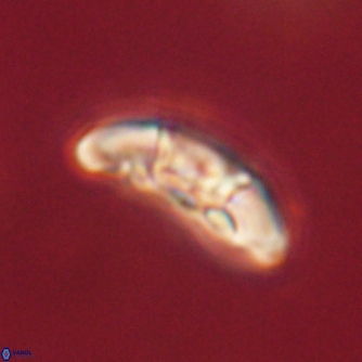 Mulleria karacuhae 60375