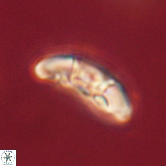 Mulleria karacuhae 60375