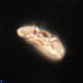 Mulleria karacuhae 60376