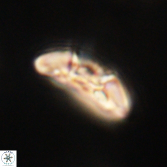 Mulleria karacuhae 60376