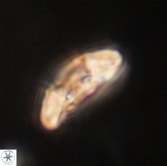 Mulleria karacuhae 60379
