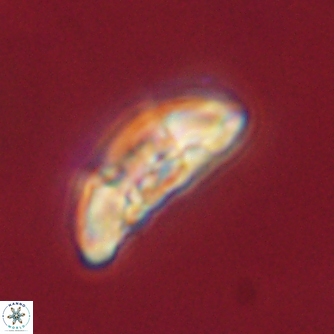 Mulleria karacuhae 60380