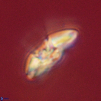 Mulleria karacuhae 60381