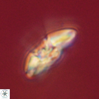 Mulleria karacuhae 60381