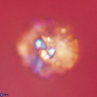 Mulleria karacuhae 60384