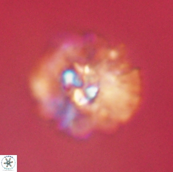Mulleria karacuhae 60384