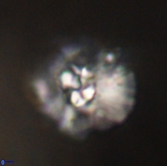 Mulleria karacuhae 60385