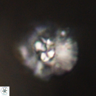 Mulleria karacuhae 60385