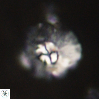 Mulleria karacuhae 60386