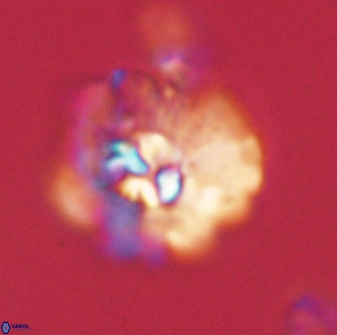 Mulleria karacuhae 60387