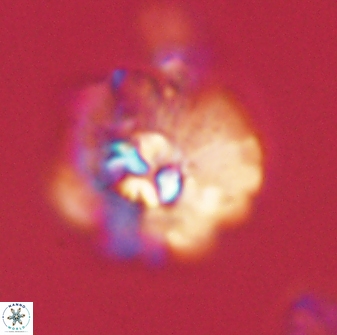 Mulleria karacuhae 60387