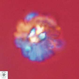 Mulleria karacuhae 60388