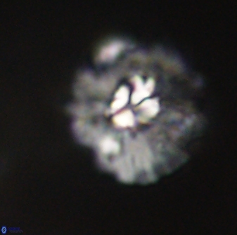 Mulleria karacuhae 60390